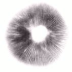 Picture of a spore print